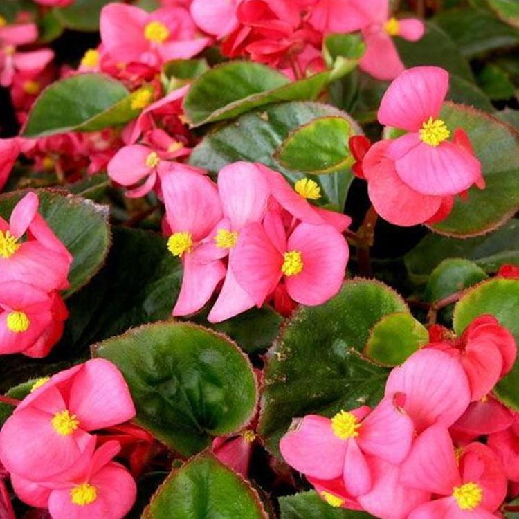 观赏花卉四季海棠 四季海棠价格 青州草花批发 绿篱专用