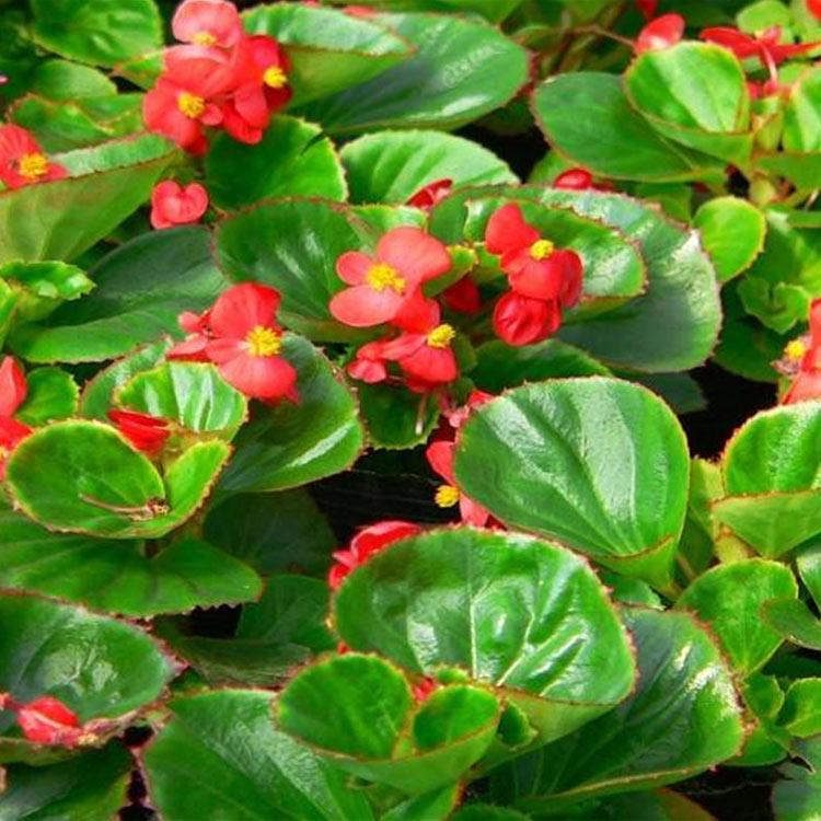观赏花卉四季海棠 四季海棠批发 青州草花批发 基地种植