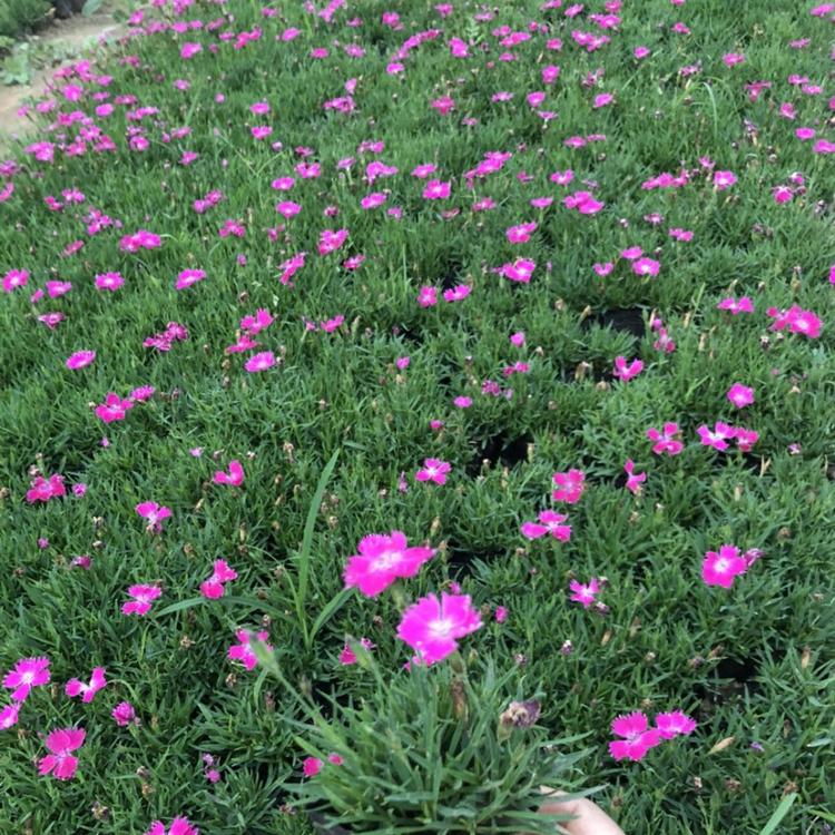 欧石竹花海景观苗 基地出售 量大优惠