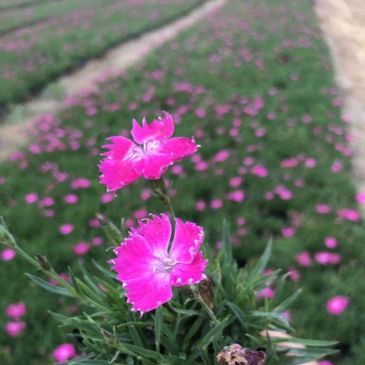 供应 欧石竹花海景观用苗 欧石竹杯苗 东田花卉