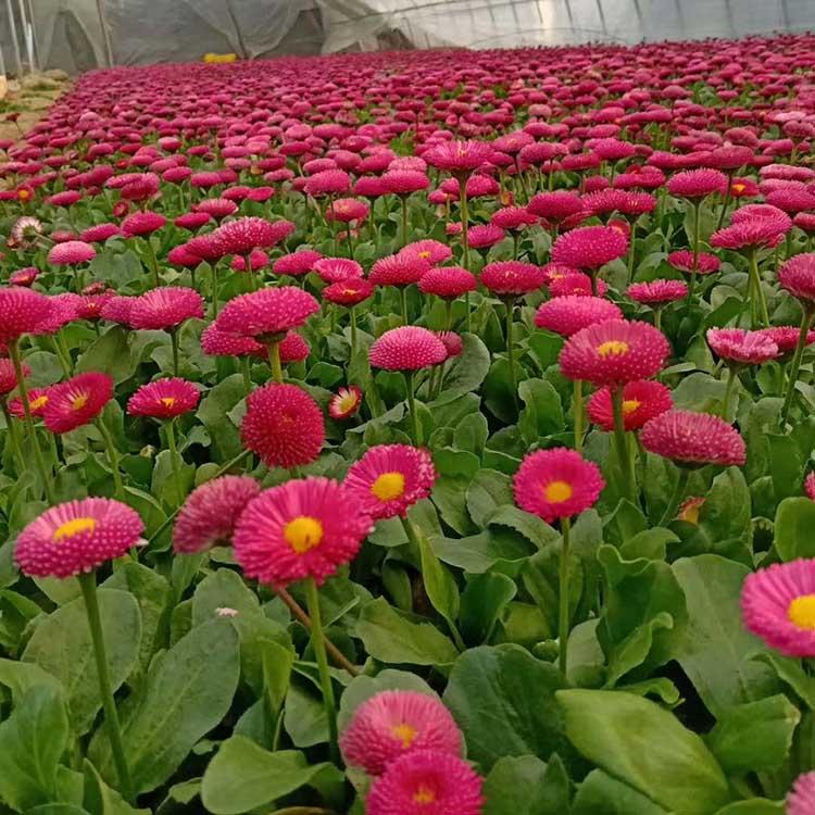 雏菊 批发雏菊基地-春彩花卉 基地直销