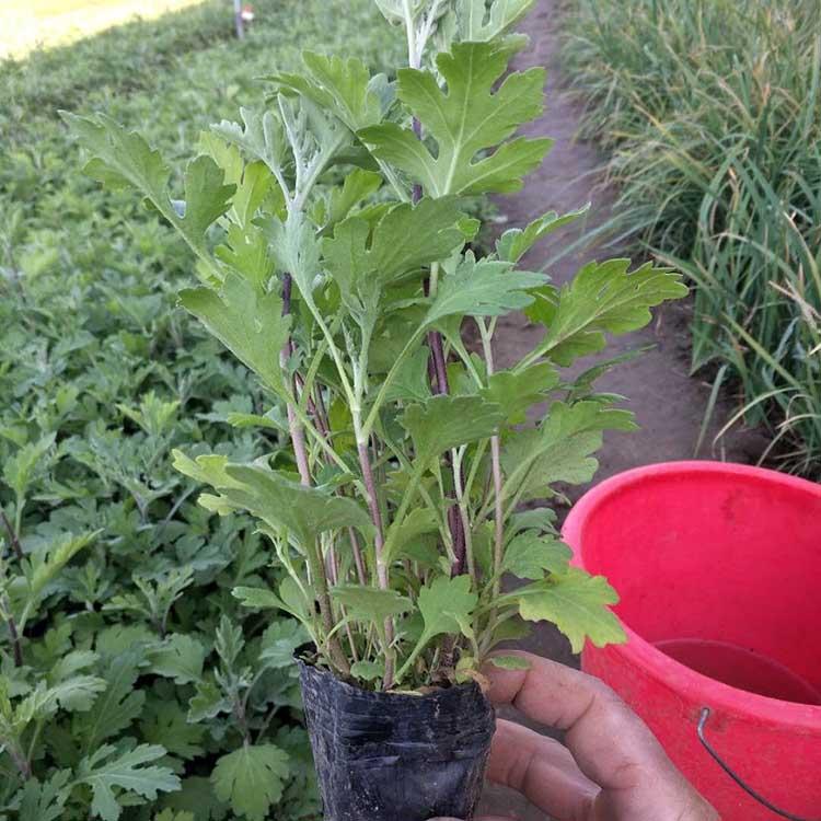 地被菊基地出售 春彩花卉 地被菊批发 价格实惠
