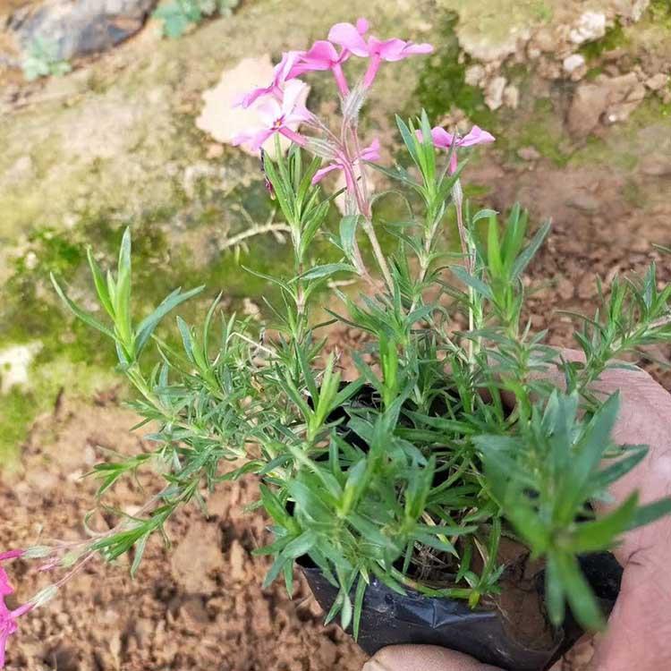 丛生福禄考 芝樱 基地现货批售 春彩花卉