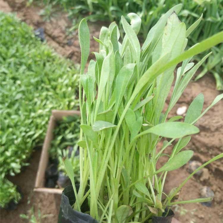 金鸡菊小苗 一年生或二年生草本植物 批发基地供应