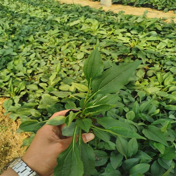 松果菊 松果菊批发 松果菊基地 松果菊价格 紫锥菊价格 紫锥菊 紫锥菊批发 紫锥菊基地