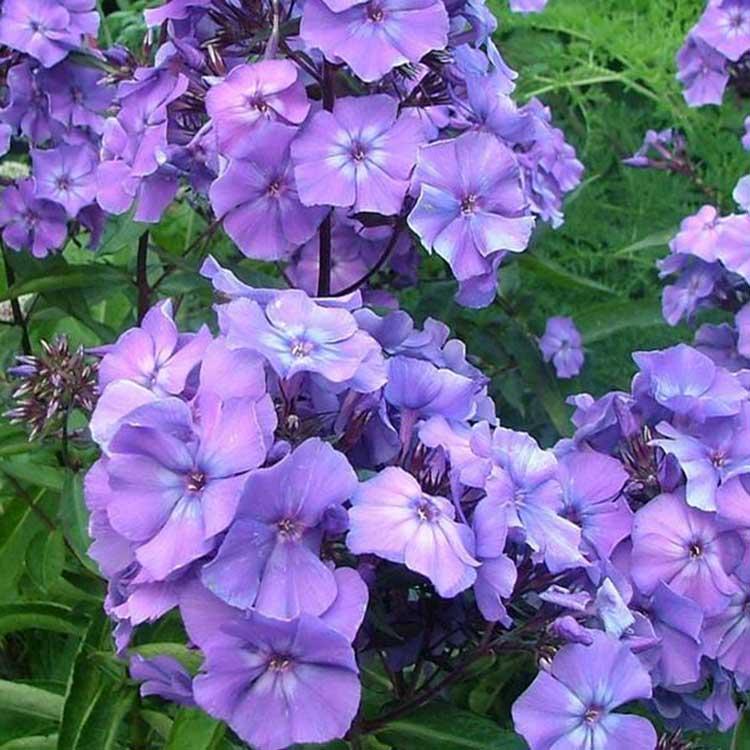 福禄考小苗 芝樱出售 福禄考报价 大量培育供应