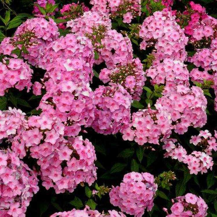 福禄考小苗 芝樱出售 福禄考报价 基地直销