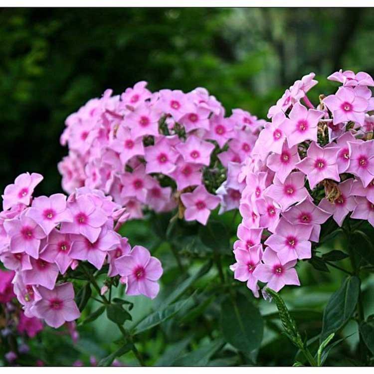芝樱小苗 芝樱批售 福禄考报价 秀明花卉种植