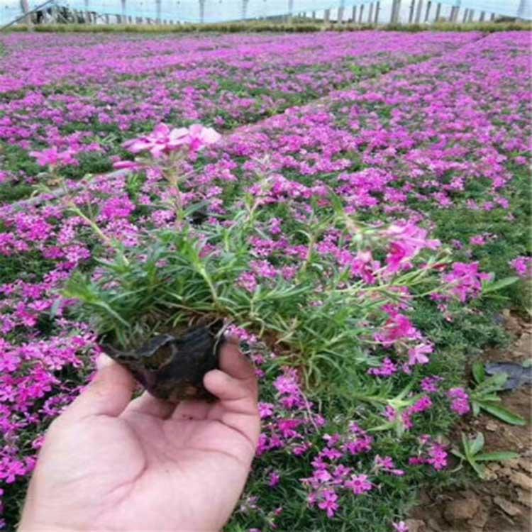 福禄考花海小苗 福禄考基地 福禄考报价 现货供应