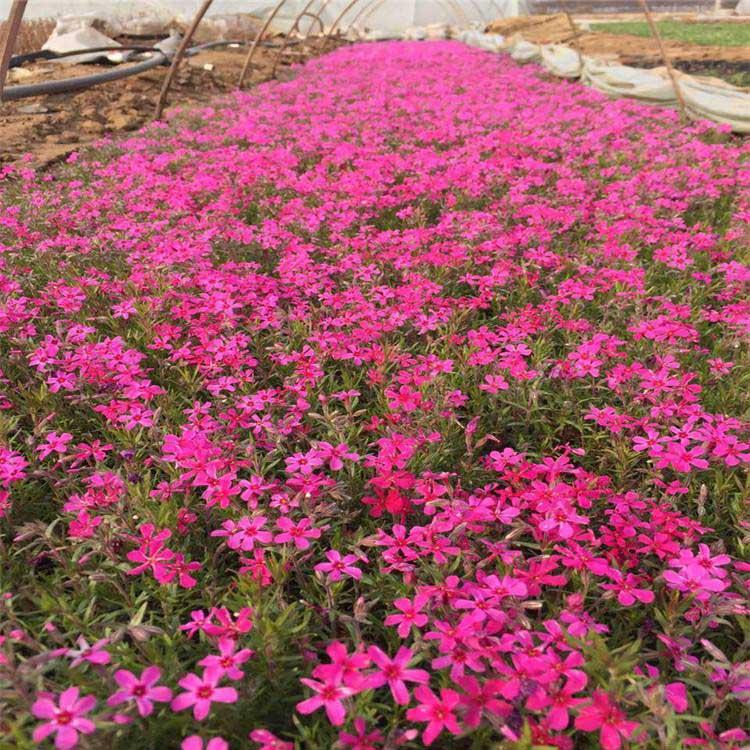 福禄考小苗 芝樱批售 福禄考批发 现货供应