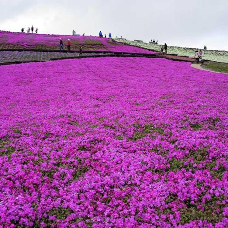 福禄考小苗 福禄考基地 福禄考批发 秀明花卉种植