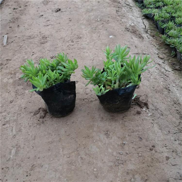 佛甲草种植基地 佛甲草花海新品种 承玉花卉