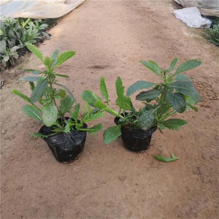 柳叶马鞭草常年供应 马鞭草草本植物 承玉花卉