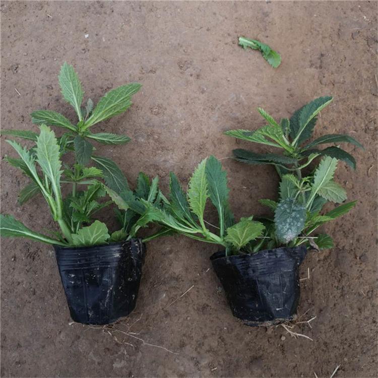 柳叶马鞭草的价格 马鞭草四季草花 宿根花卉