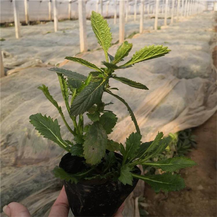 柳叶马鞭草盆栽 马鞭草景区用苗 承玉花卉