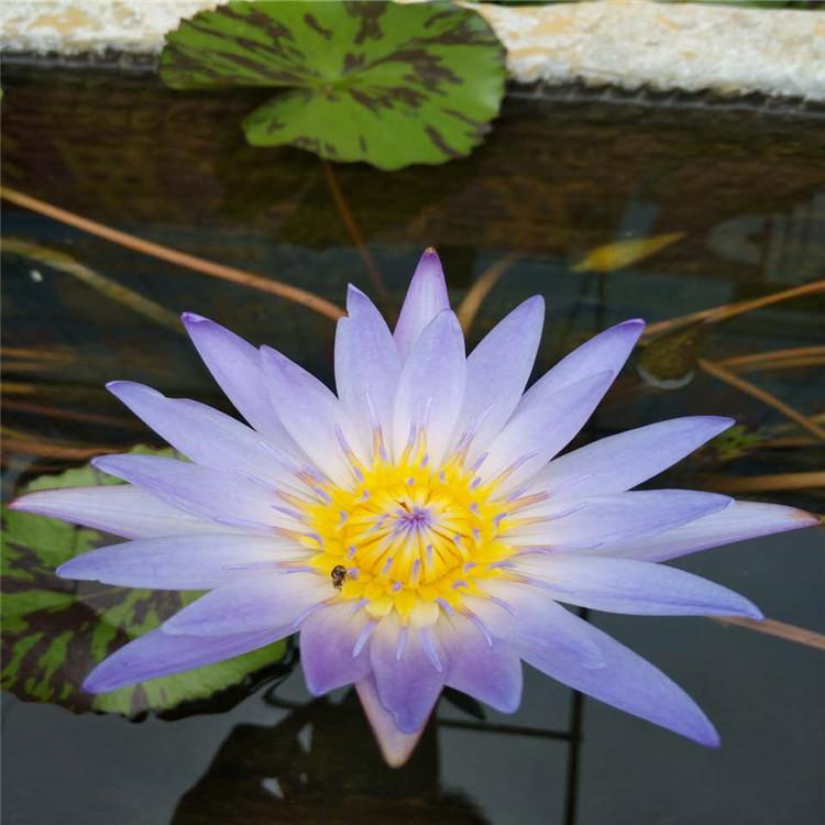 潍坊睡莲价格 睡莲种植基地 睡莲供应