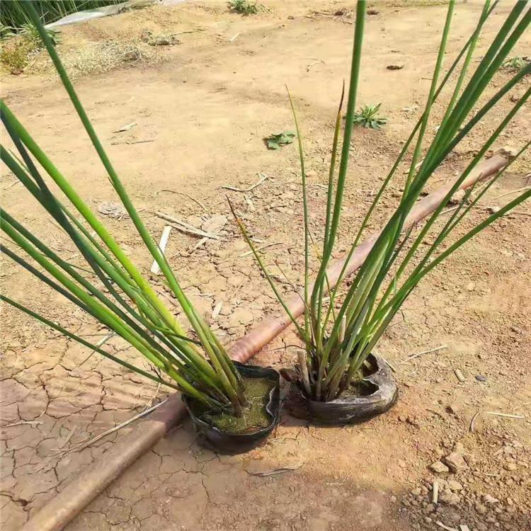 水葱 水葱种植基地 水葱价格 江瑞水葱