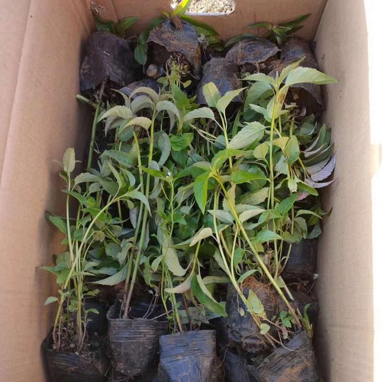 青州美国薄荷基地价格