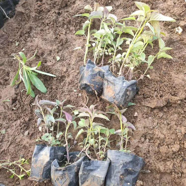 美国薄荷美国薄荷供应杯苗