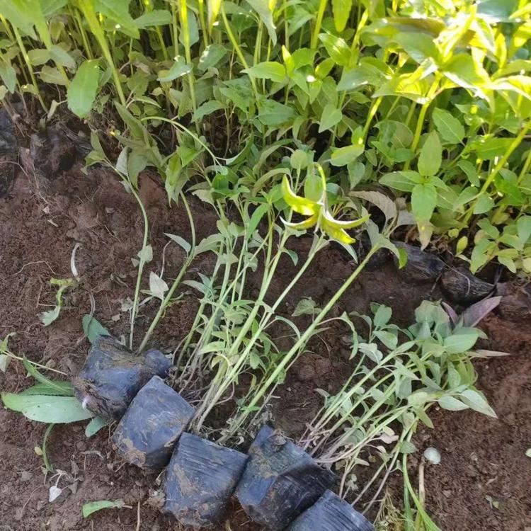 美国薄荷小苗批发美国薄荷供应杯苗美国薄荷