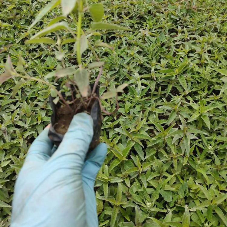 大量美国薄荷美国薄荷基地价格