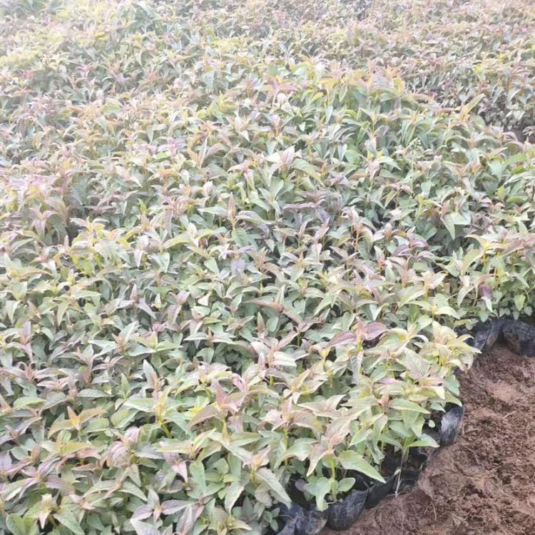 美国薄荷基地直销 美国薄荷批发供应 美国薄荷
