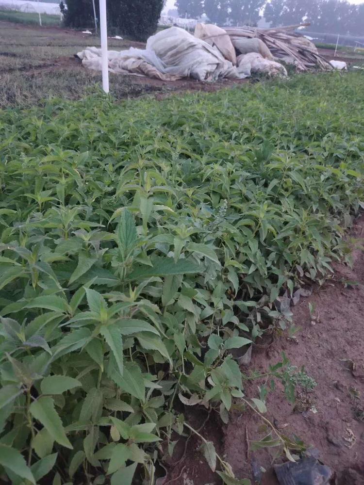 美国薄荷美国薄荷小苗批发