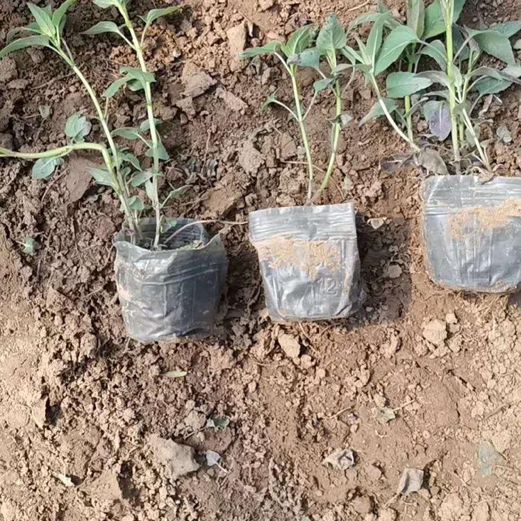 美国薄荷基地价格美国薄荷小苗批发美国薄荷