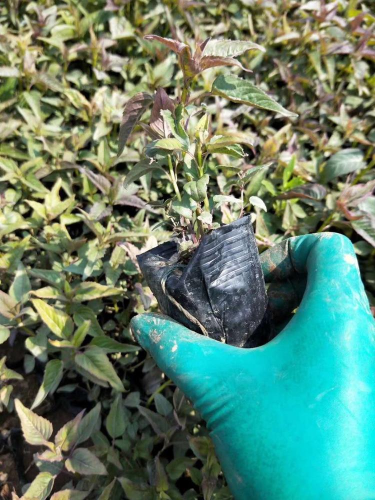 美国薄荷基地价格美国薄荷小苗批发美国薄荷供应杯苗美国薄荷