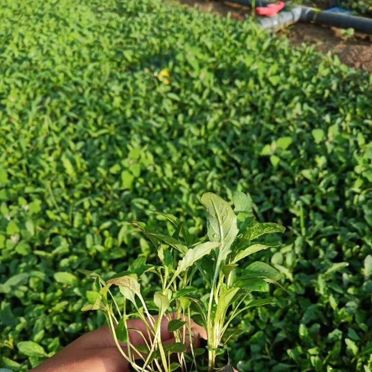 月见草价格基地月见草批发供应月见草小苗月见草