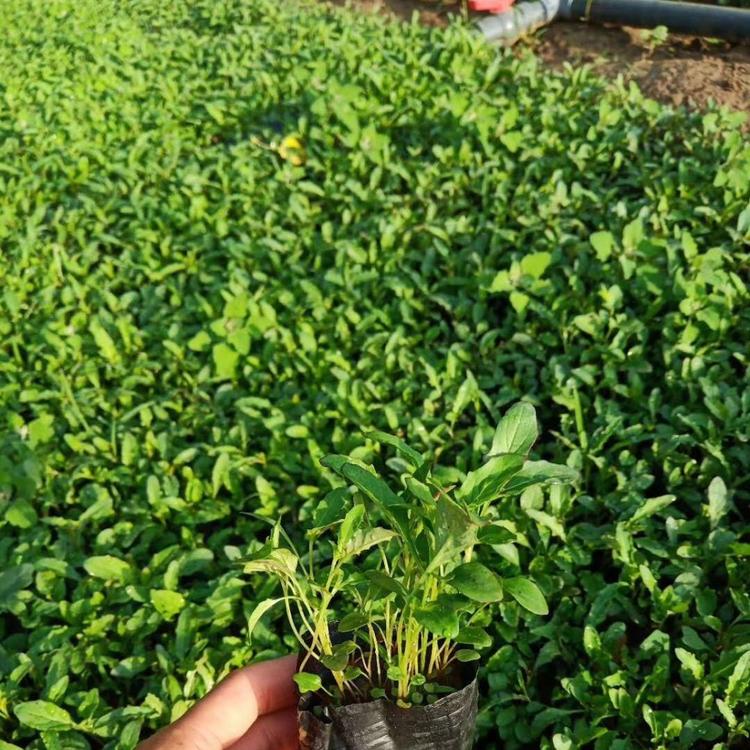 月见草