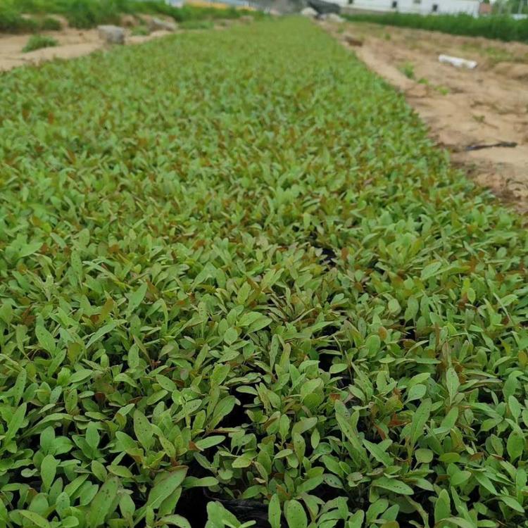 夜来香、待霄草粉晚樱草、粉花月见草