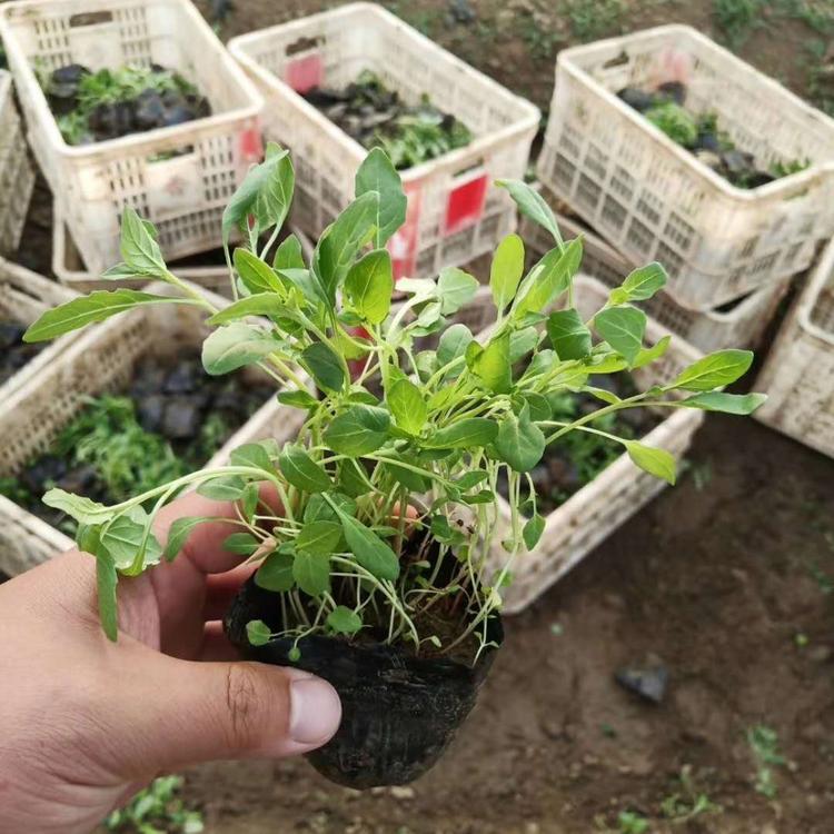 月见草批发供应月见草小苗月见草