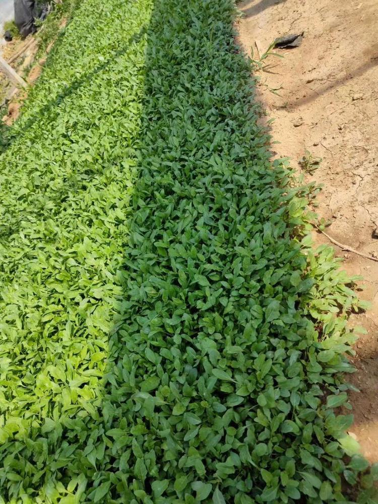 月见草价格基地月见草批发供应月见草小苗