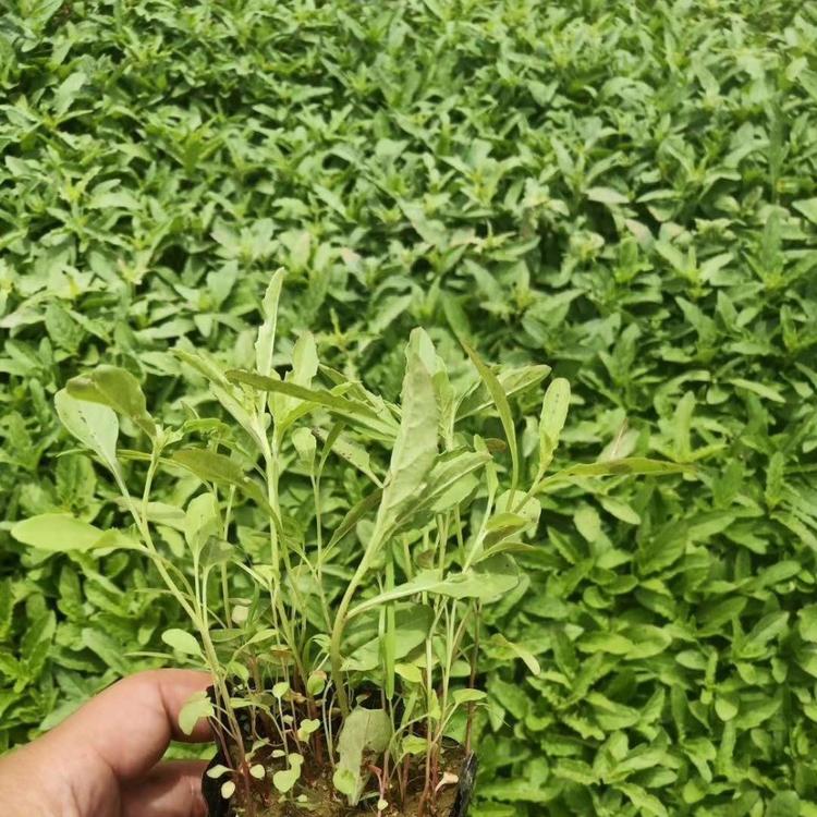 美丽月见草