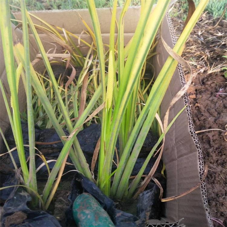 金叶石菖蒲幼苗 金叶石菖蒲价格 金叶石菖蒲批发 江瑞园艺金叶石菖蒲