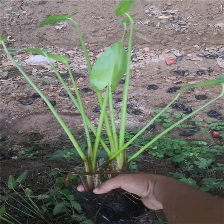 基地直销梭鱼草价格 梭鱼草批发 江瑞花卉