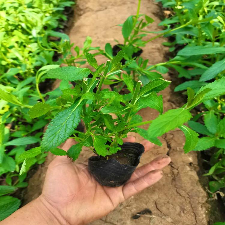 马鞭草花海用苗青州马鞭草批发基地