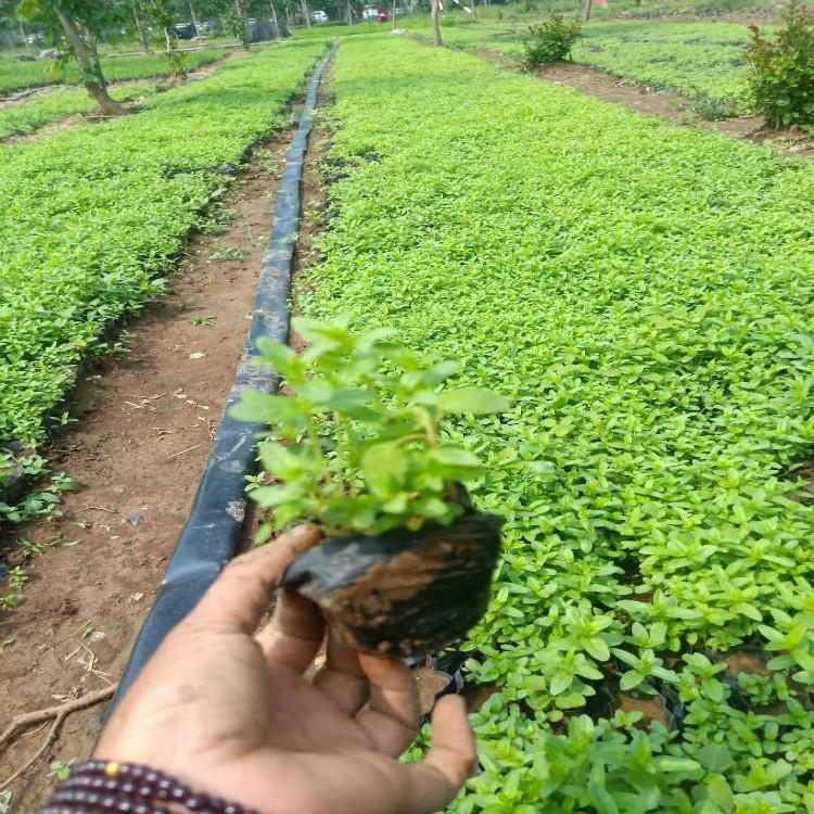 千屈菜花海建设山东千屈菜价格青州天一花卉种植千屈菜