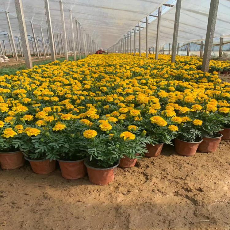 孔雀草 价格青州孔雀草供应基地