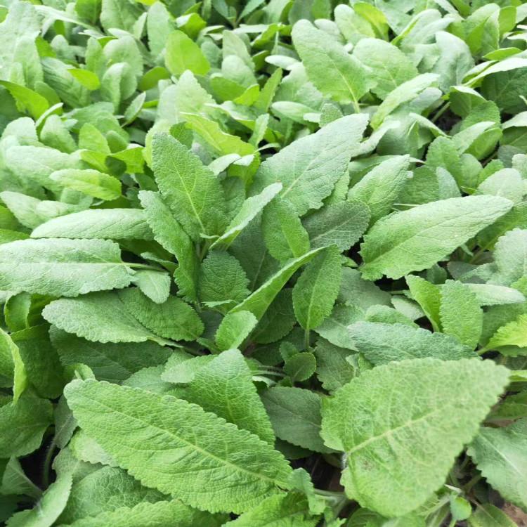鼠尾草 【天一花卉】大量现货批发