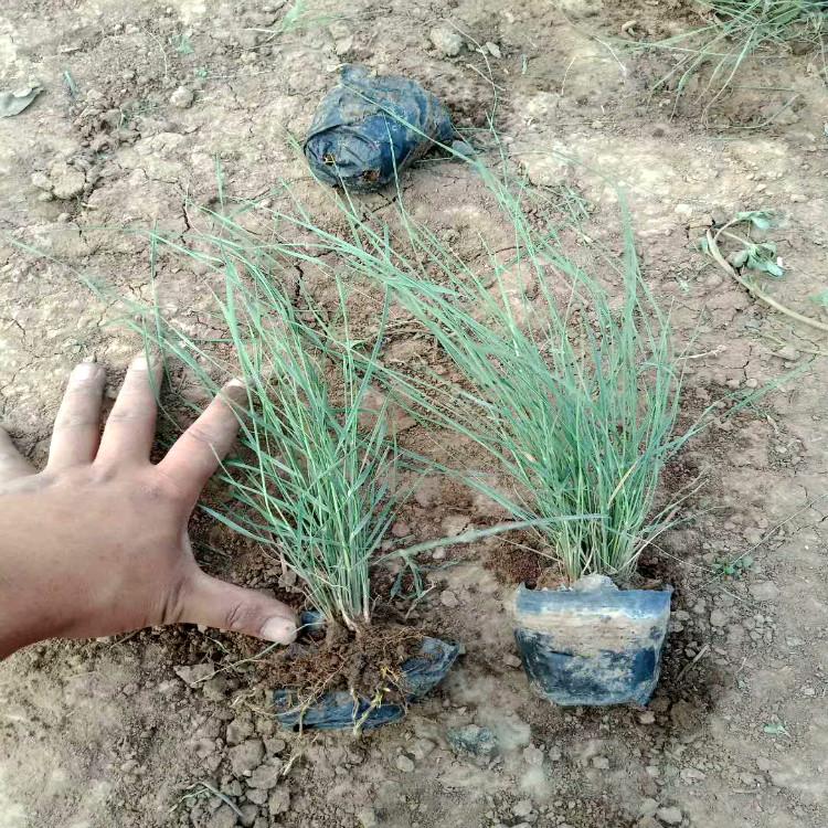 网红草 粉黛乱子草【青州天一花卉】花卉用苗供应商