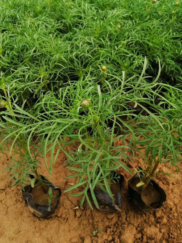 青州天一花卉 波斯菊种植基地    花海专用波斯菊