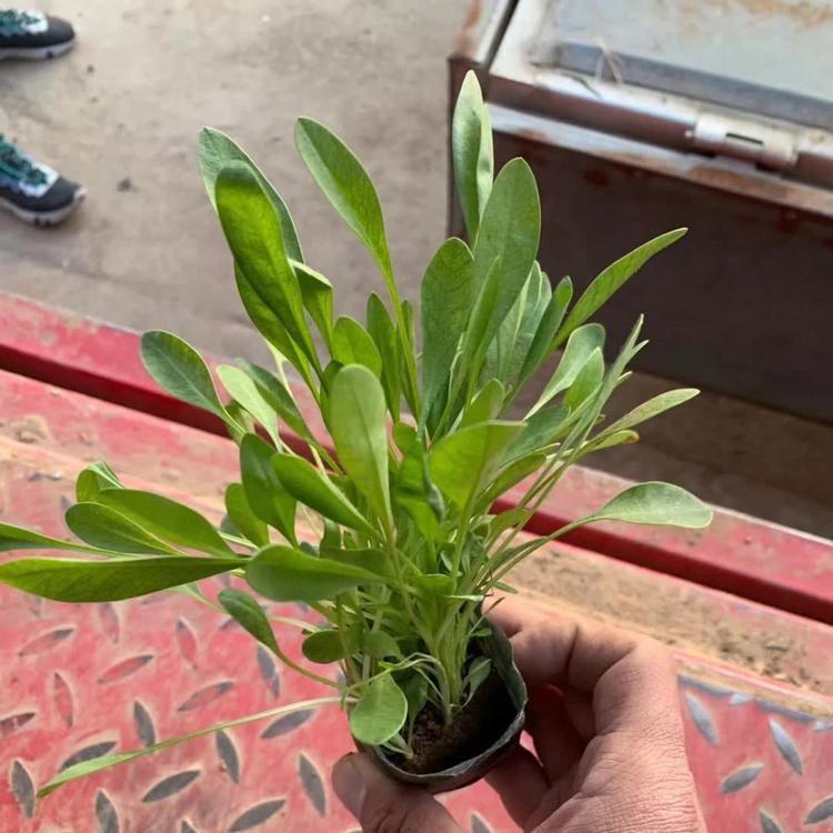 大花金鸡菊大众苗批发来青州天一