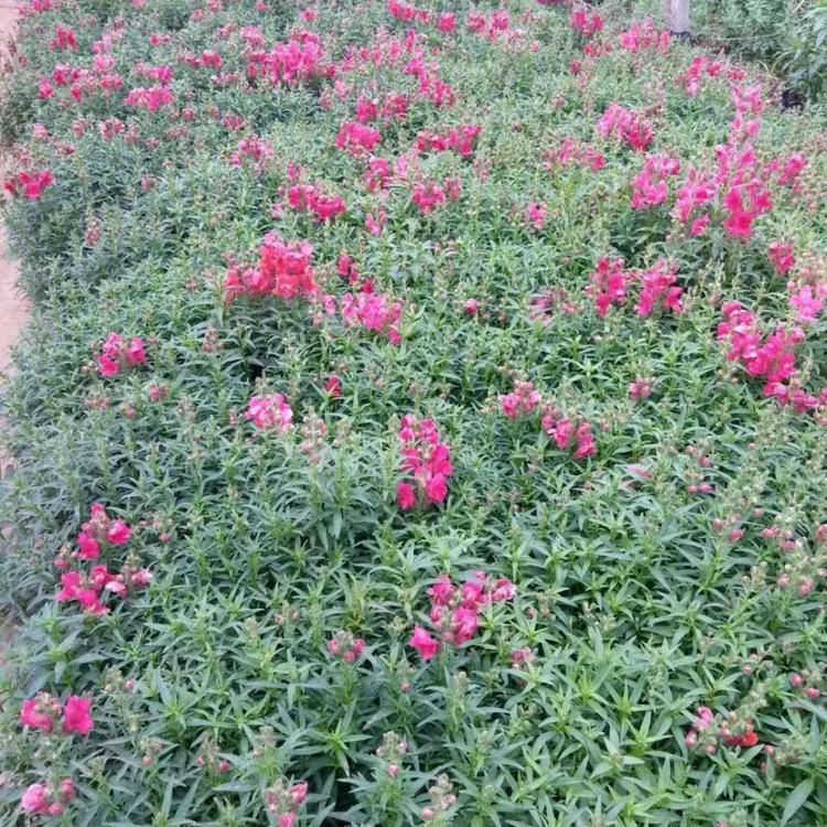 金鱼草  金鱼草种植基地 金鱼草批发 青州金鱼草小苗
