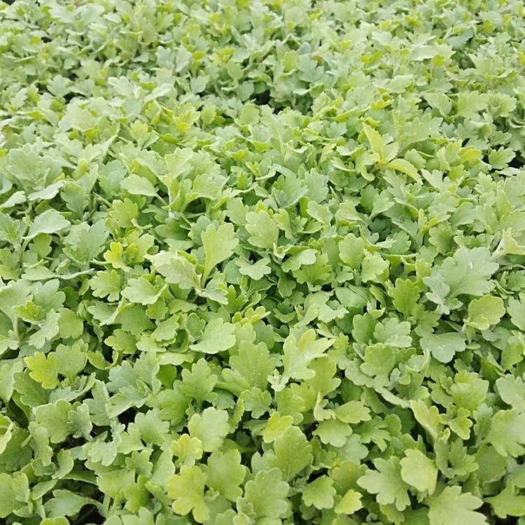 地被菊 青州地被菊种植基地  地被菊批发 地被菊小苗