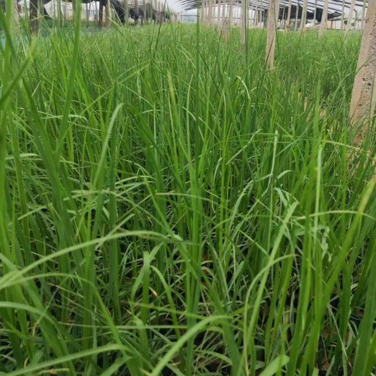 矮蒲苇  青州矮蒲苇基地  矮蒲苇小苗 矮蒲苇种植基地
