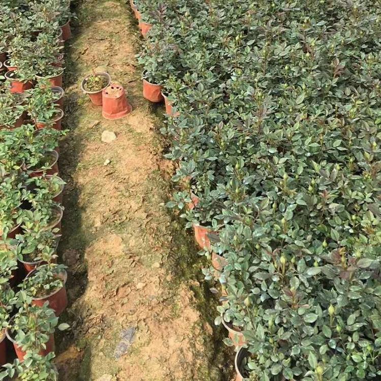 微型月季 微型月季种植基地 青州微型月季种植  微型月季小苗