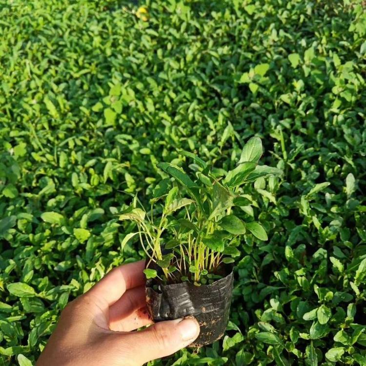 美丽月见草   青州美丽月见草种植基地 美丽月见草批发 月见草小苗