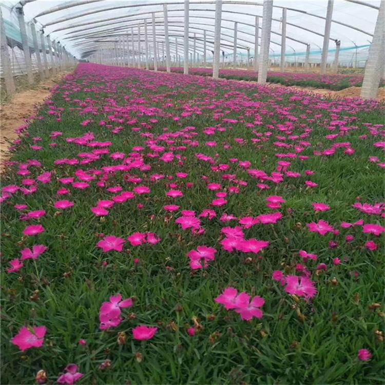 欧石竹工程苗 欧石竹别墅用苗 承玉花卉